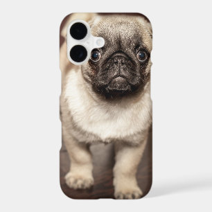 Photo de chiot carlin mignon