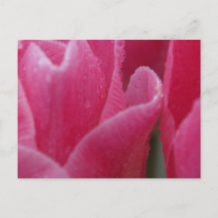 Photo de clôture de tulipes roses sur cartes