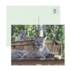Photo de Cougar Cubs 11 mois Carte postale