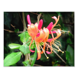 Photo de ~ de chèvrefeuille d'automne