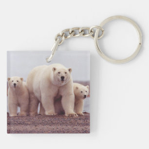 Photo de famille d'ours polaires mère et oursons