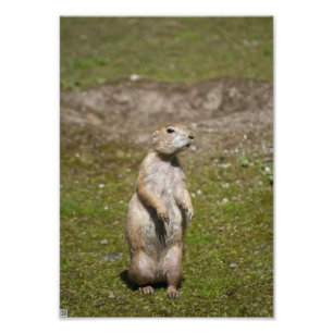 Photo de faune de chien de prairie à queue noire