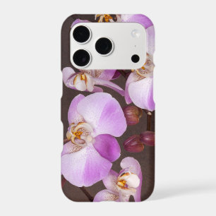 Photo de fleurs tropicales Orchidées violettes et