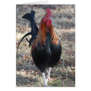 Photo de Game Rooster