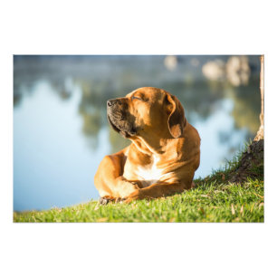 Photo de haute qualité Impression Boerboel Dog par