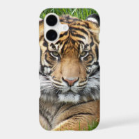 Photo de la faune du tigre de Sumatran