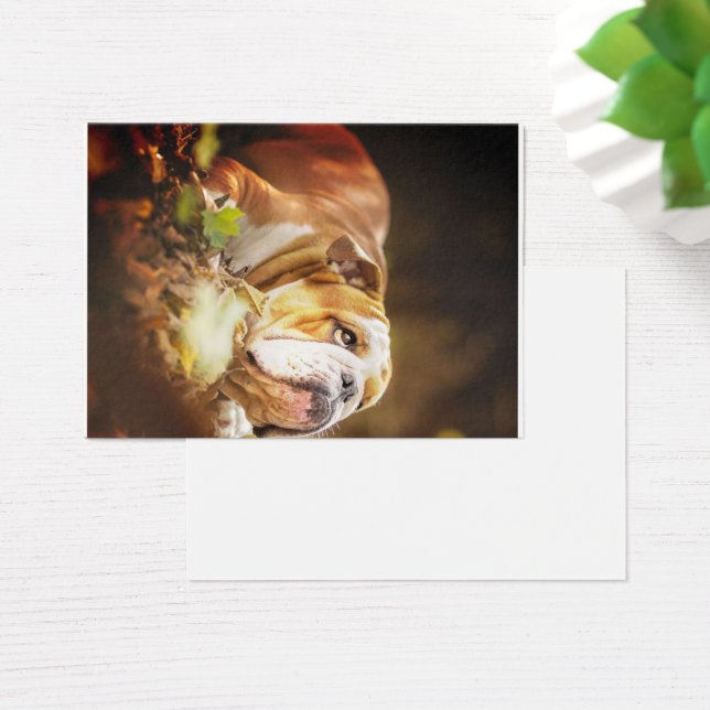 Photo de la forêt de Bulldog en anglais (Bureau)