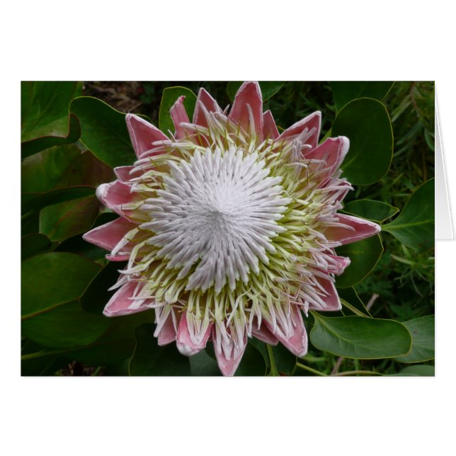 Photo de la grande nature rose et blanche des fleu (Devant horizontal)