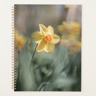 Photo de la jonquille de fleurs jaunes