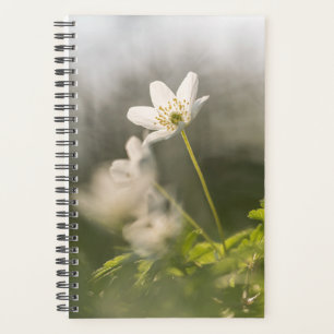 Photo de la nature des fleurs