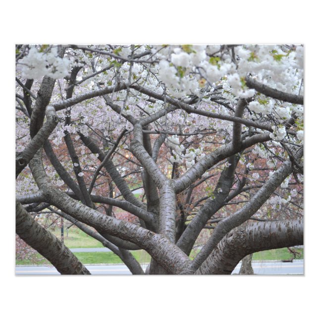Photo de l'arbre de cerisier Yoshino 16"x20" (Devant)