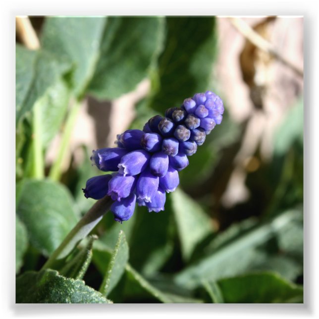 Photo de l'Hyacinthe des raisins (Devant)