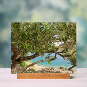 Photo de l'olivier de la mer Méditerranée