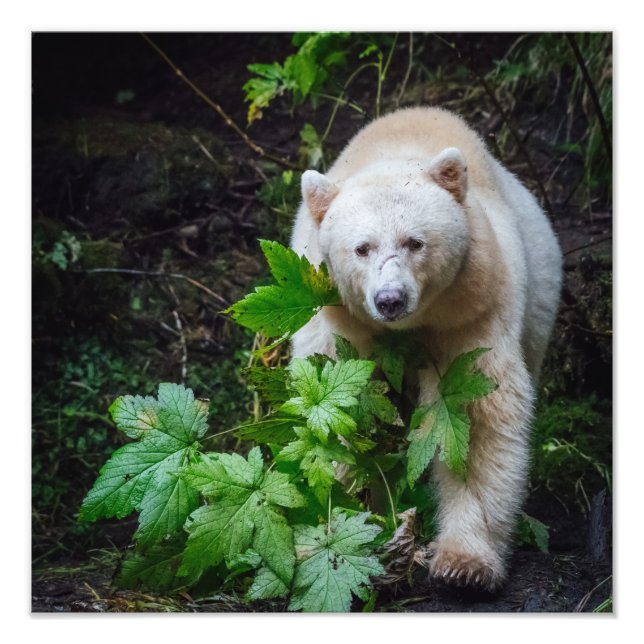 Photo de l'ours de l'esprit (Devant)