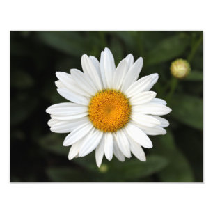 Photo de marguerite