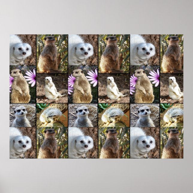 Photo de Meerkat Collage Valeur Poster murale (Devant)