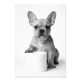 Photo de papier toilette de Bouledogue Français dr