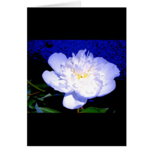 Photo de pivoine blanche et violette