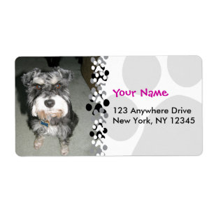 Photo de Schnauzer miniature