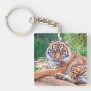 Photo de tigre étonnante
