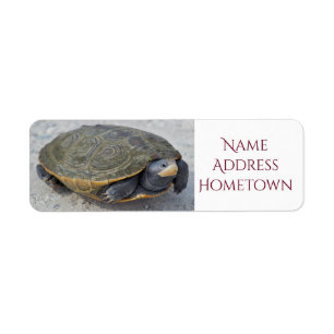 Photo de tortue