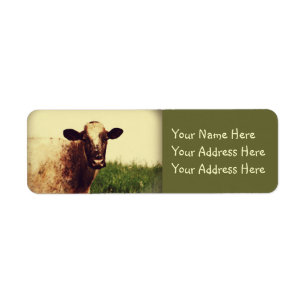 Photo de vache