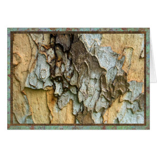 Photo d'écorce d'arbre de sycomore