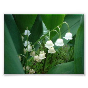 Photo des fleurs du muguet