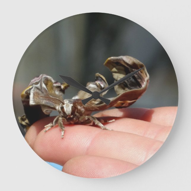 Photo d'insecte brutal Bébé Papillon Horloge ronde (Recto)