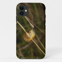photo d'insecte dans une coquille sur une herbe