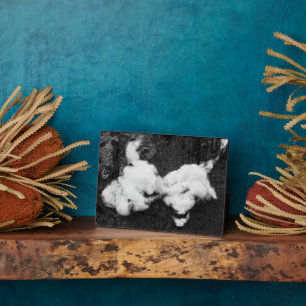 Photo down fluffy plaque