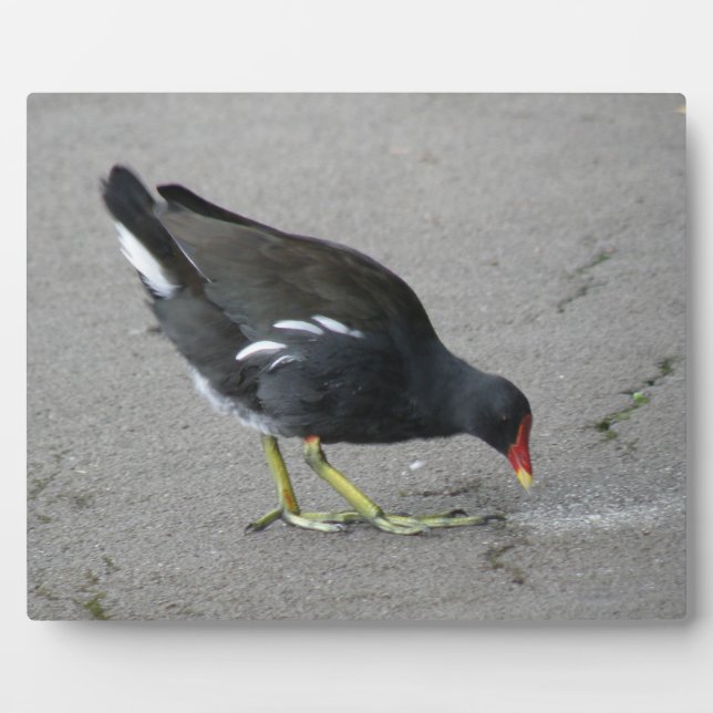 Photo Drôle Moorhen prendre la bow Plaque (Devant)