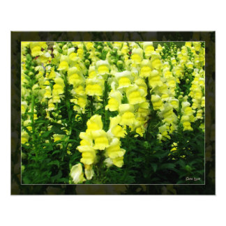 Photo du champ Snapdragon Jaune