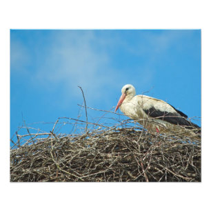 Photo du nid de la cigogne