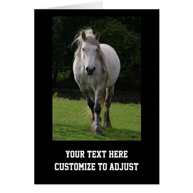 Photo du poney de Cute (Devant)