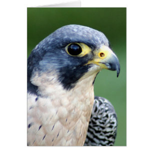 Photo du visage du faucon pèlerin