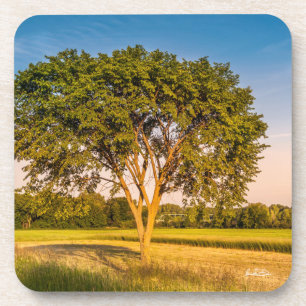 photo d'un arbre dans un champs. coaster