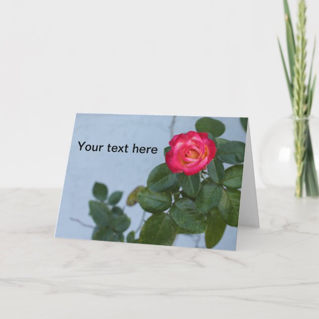 Photo d'un Rose contre un mur gris sur une carte p (Devant)