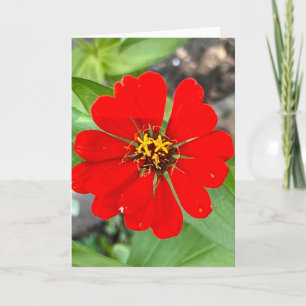 Photo d'une Fleur de la Nouvelle-Angleterre Carte