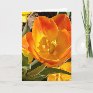 Photo d'une Fleur de Nouvelle-Angleterre Carte de 