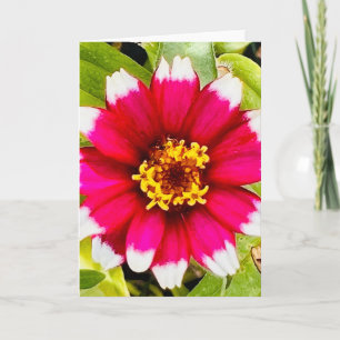 Photo d'une Fleur de Nouvelle-Angleterre Carte de