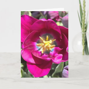 Photo d'une Fleur de Nouvelle-Angleterre Carte de 