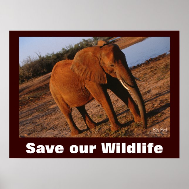 Photo Elephant Sauver notre affiche faunique (Devant)