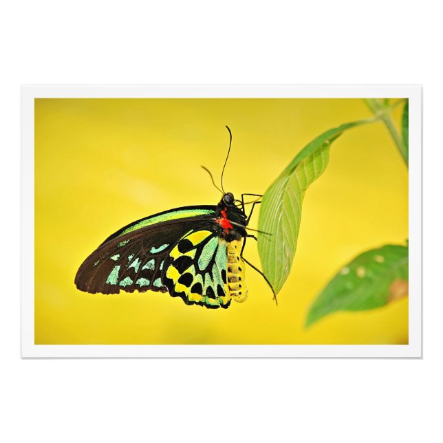 Photo Enlargement (Front)