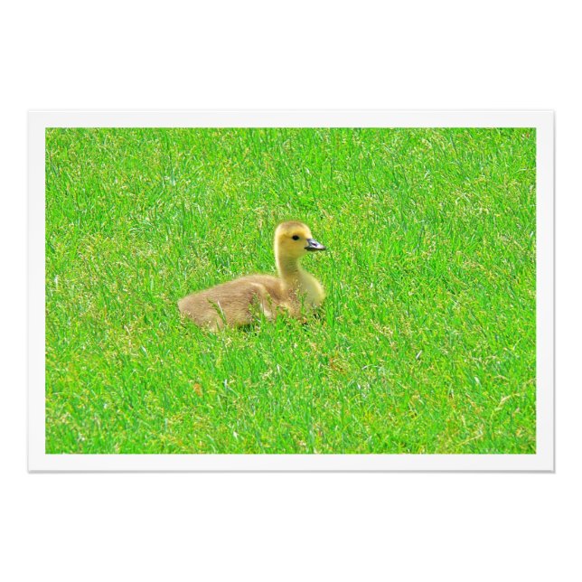 Photo Enlargement Print (Front)