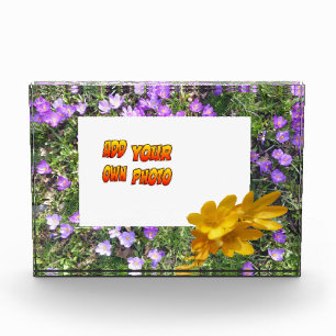 Photo Fleurs Violettes Crocus Jaunes Poussière. Bloc pho