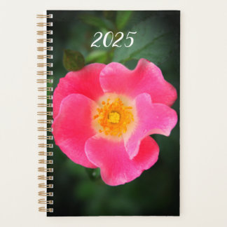 Photo florale rose 2025