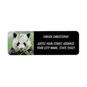 Photo giant panda , animals 0346.