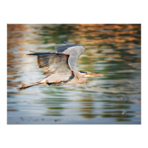Photo Grand Héron Bleu sur Impression de faune lacustre