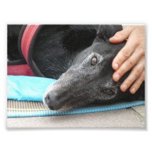 Photo Greyhound (p506)